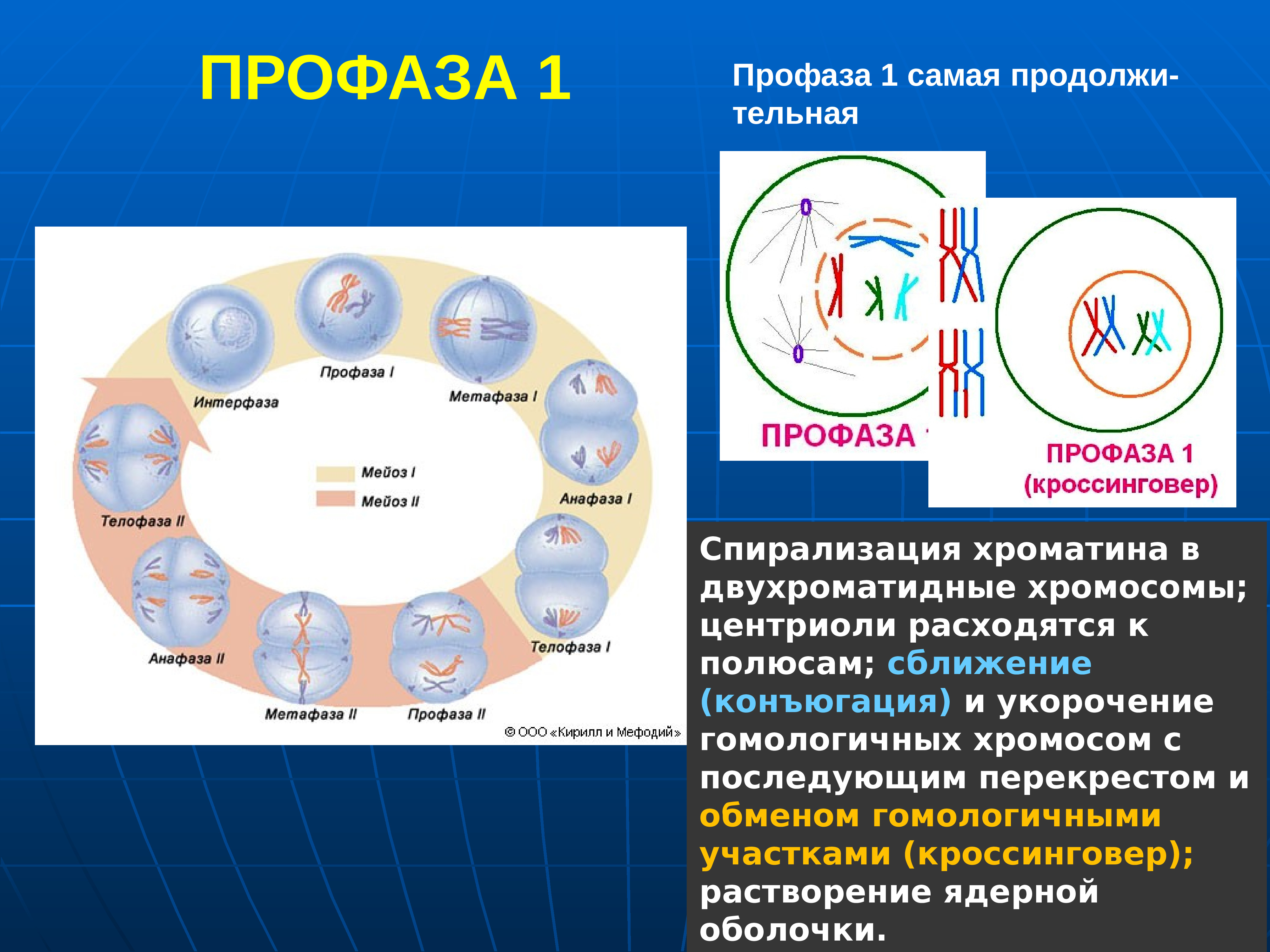 Образование двухроматидных хромосом спирализация хромосом. Стадии профазы 1 мейоза 1. Интерфаза мейоза 1. Мейоз интерфаза 1 и профаза. Профаза мейоза конъюгация.