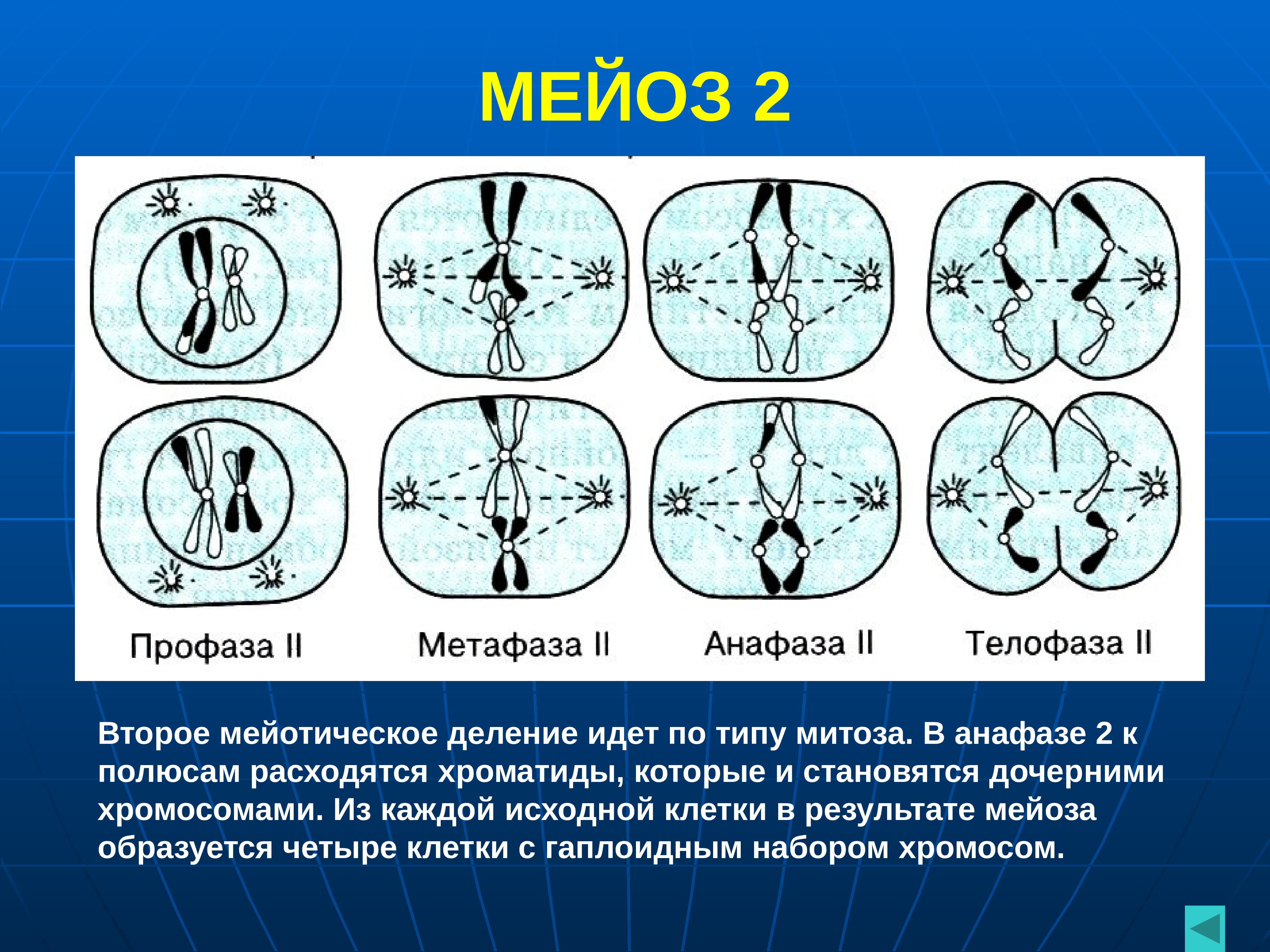 Второй фазой деления клетки. Фазы мейоза 2 деление. Метафаза мейоза 1 и 2. Метафаза 2 деления мейоза. Метафаза 2 мейоза процессы.