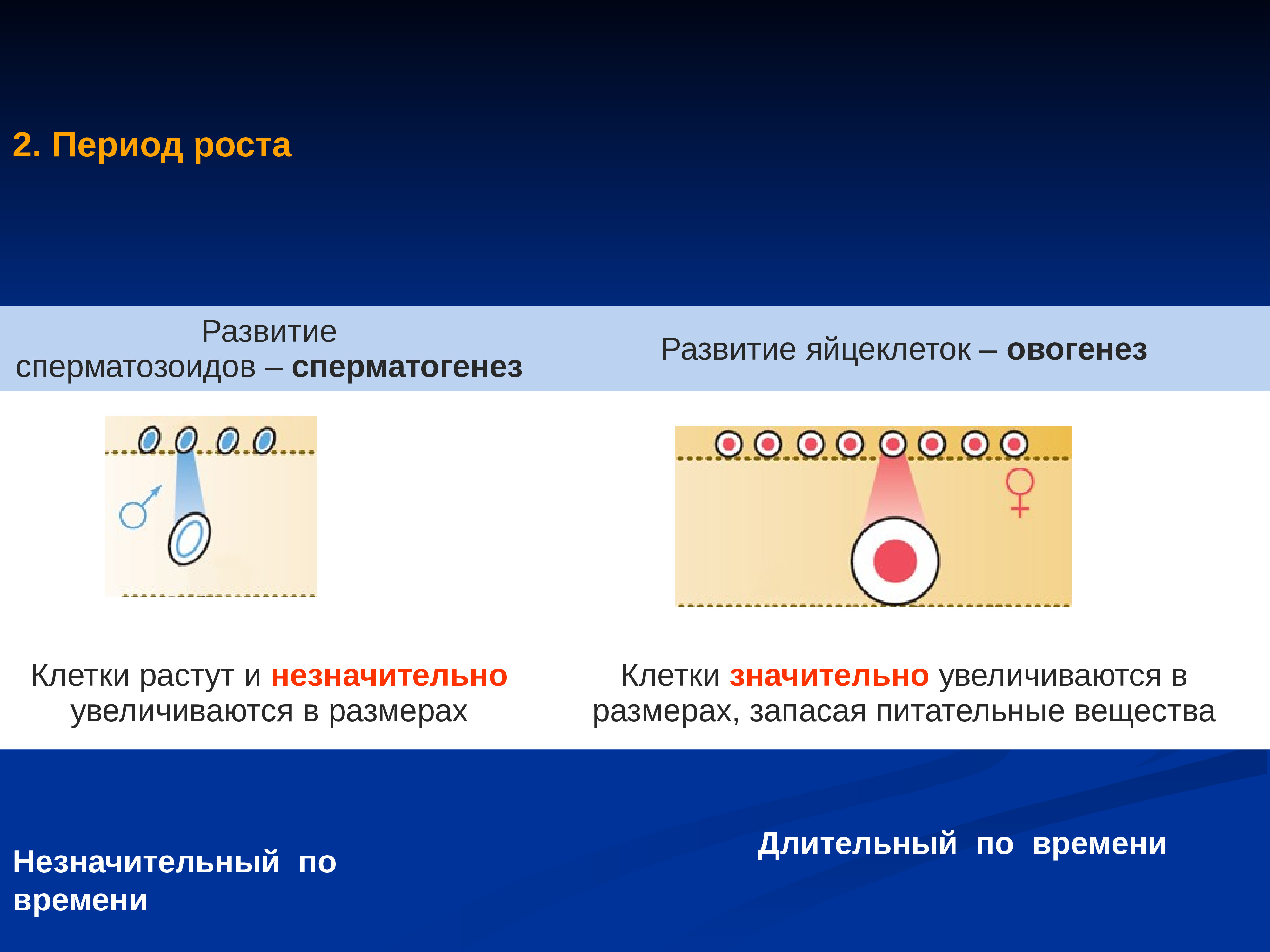 Презентация размножение человека