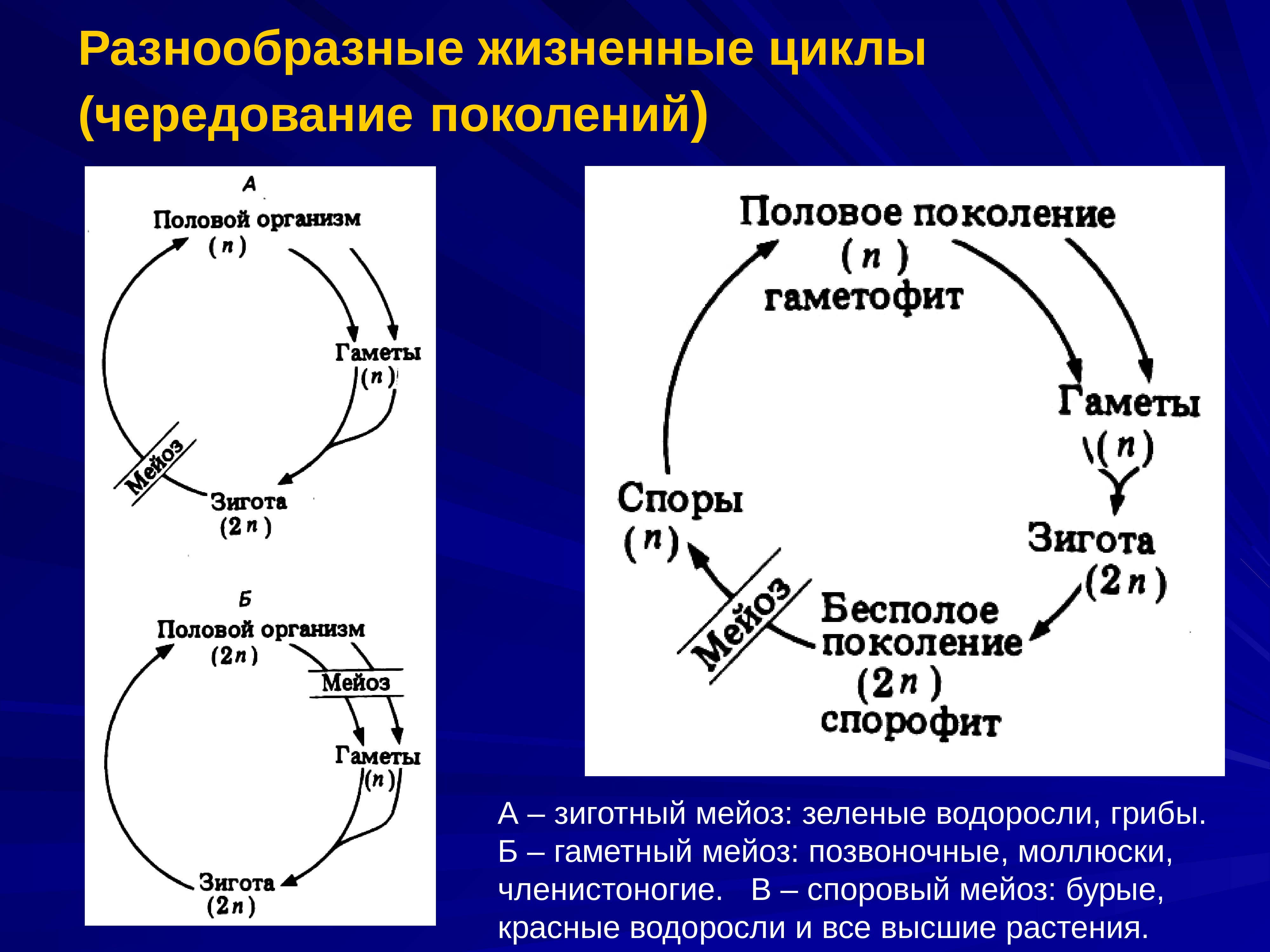 Зигота делится мейозом. Разнообразные жизненные циклы чередование поколений. Жизненный цикл с чередованием поколений. Чередование поколений в жизненном цикле. Жизненный цикл водорослей митоз и мейоз.