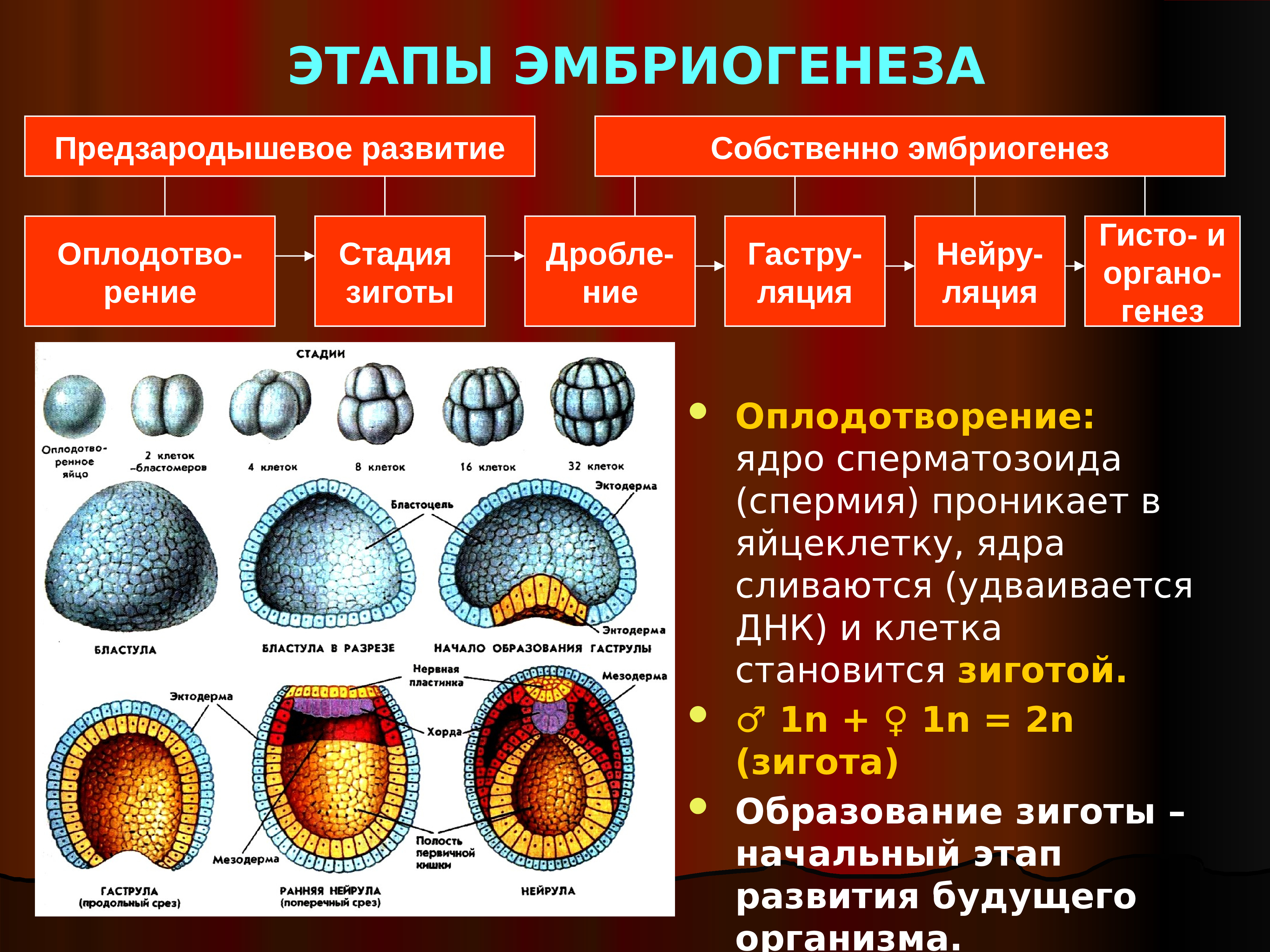 Стадии развития эмбриона бластула