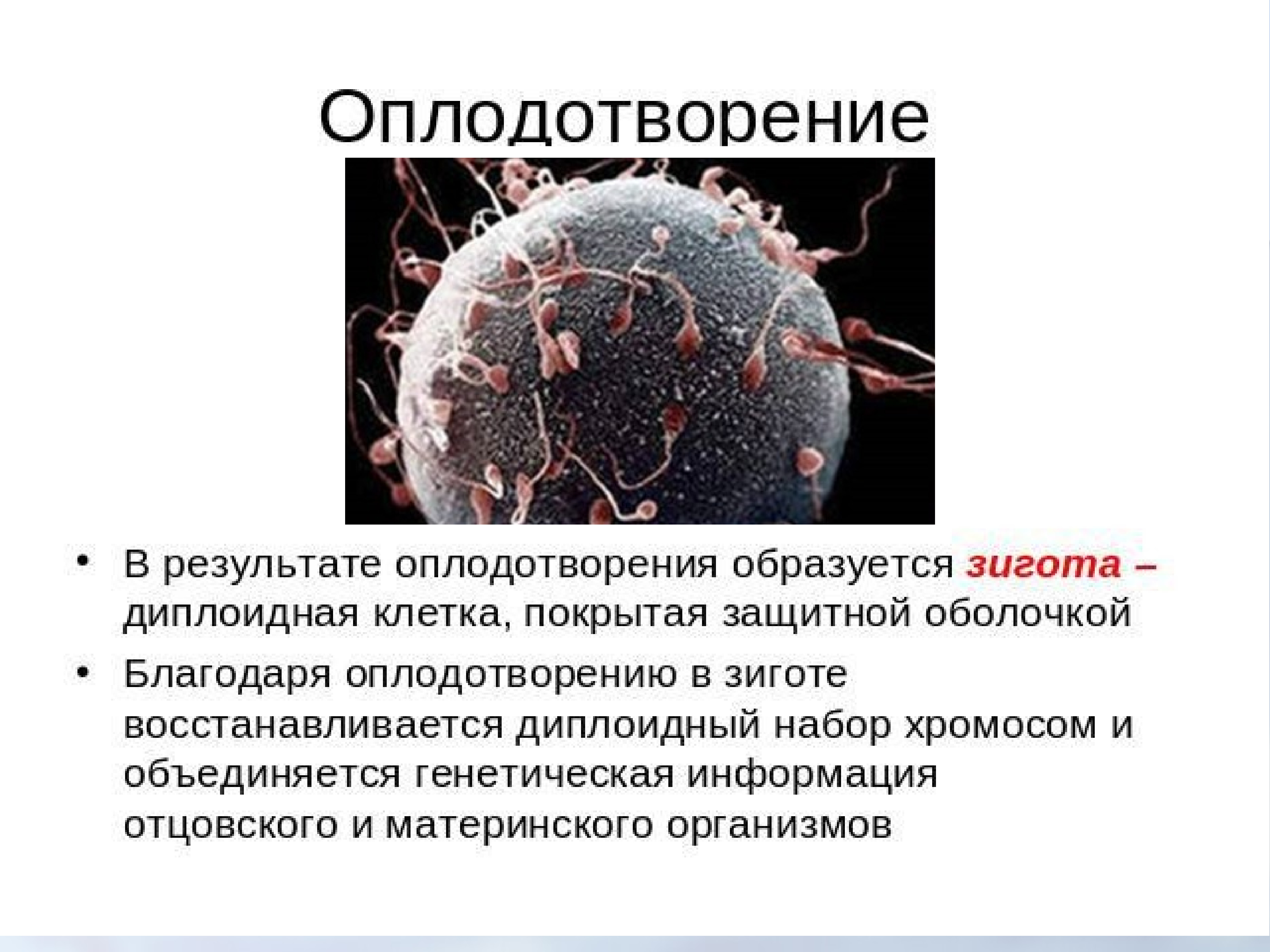 Размножение человека презентация. Гаметогенез. Вывод по теме размножение человека. Биология 8 класс размножение человека.