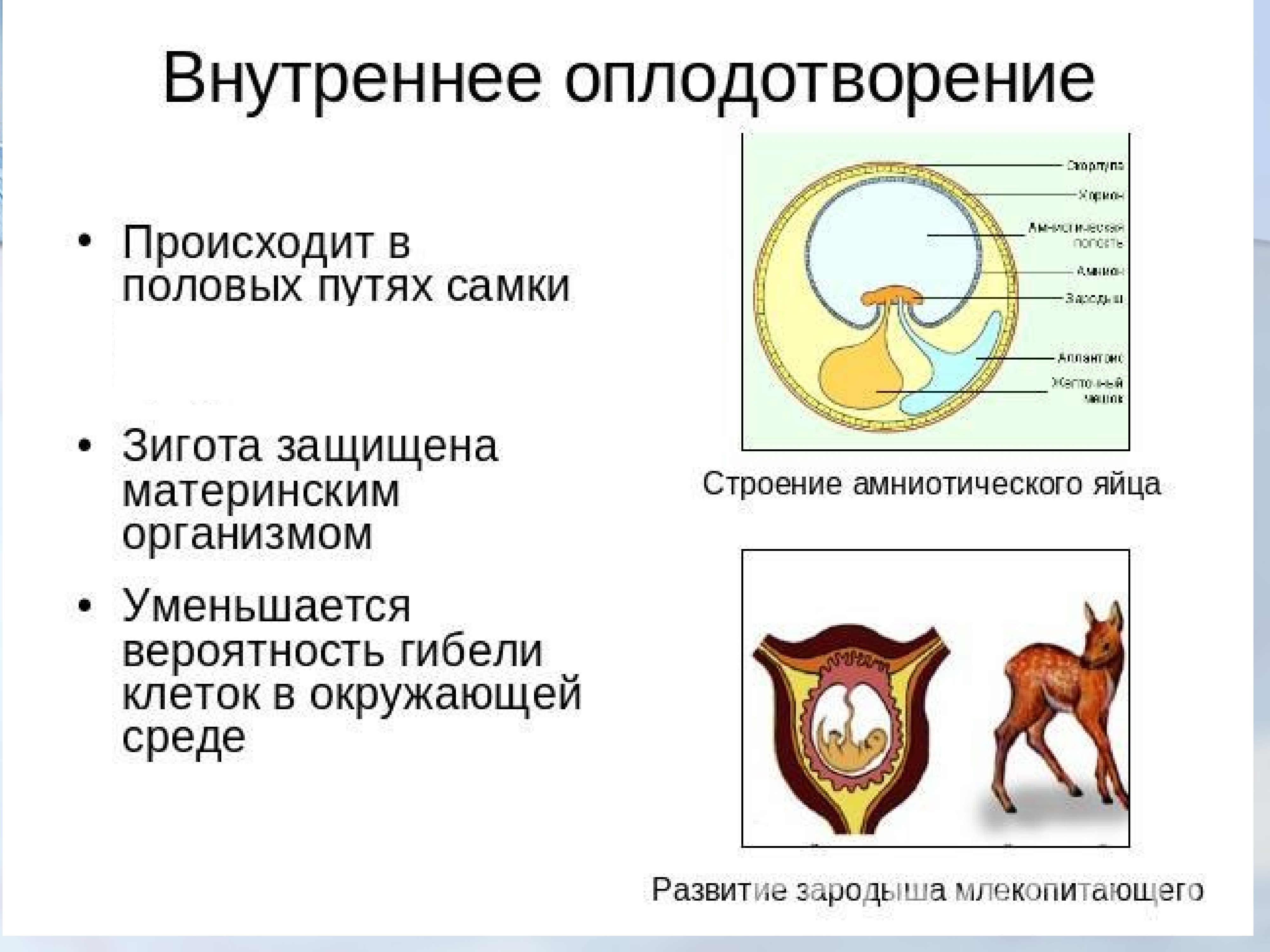 Особенности размножения человека презентация 9 класс фгос