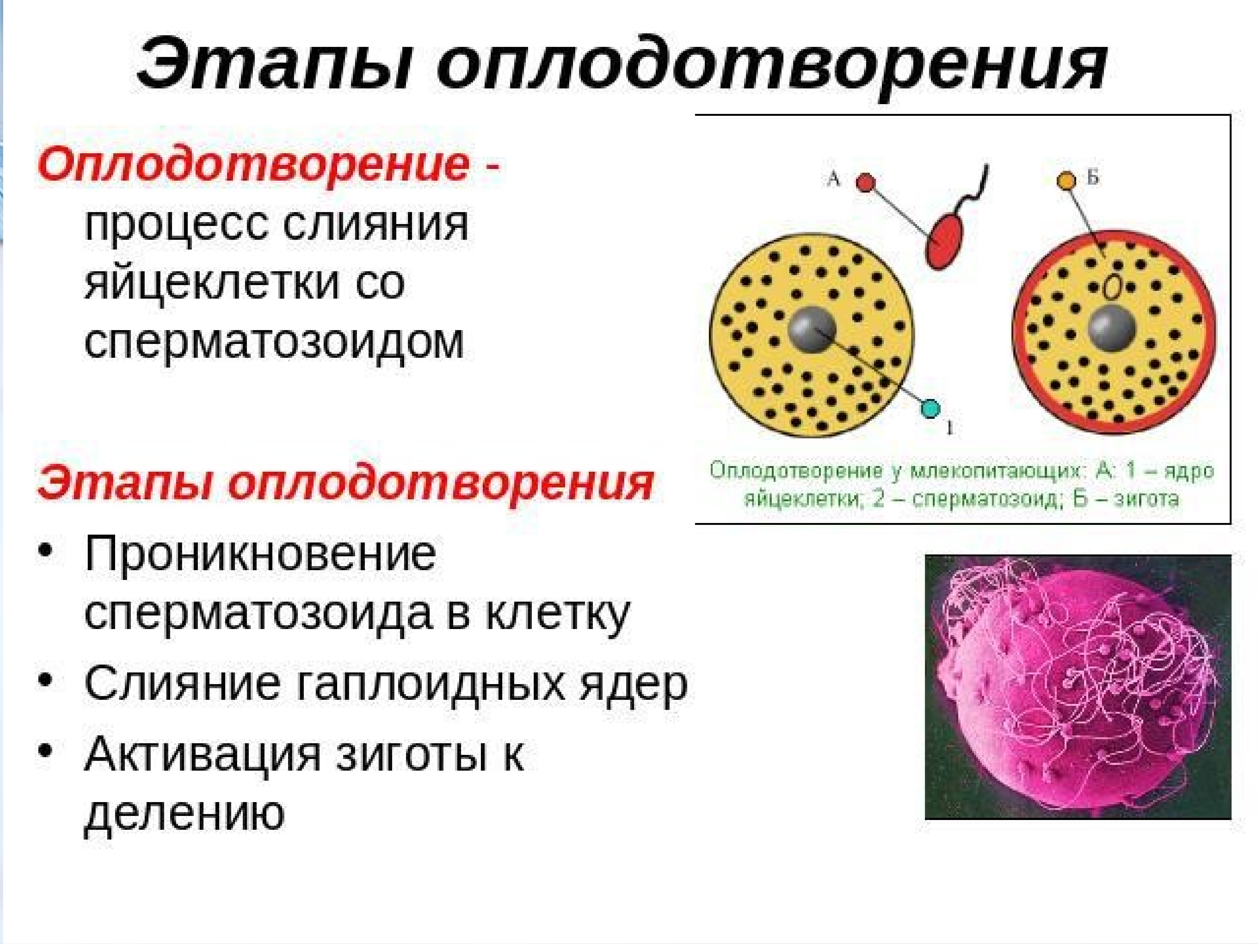 Что такое оплодотворение. Стадии оплодотворения яйцеклетки. Процессы происходящие при оплодотворении. Генетические процессы происходящие при оплодотворении. Стадии оплодотворения таблица.