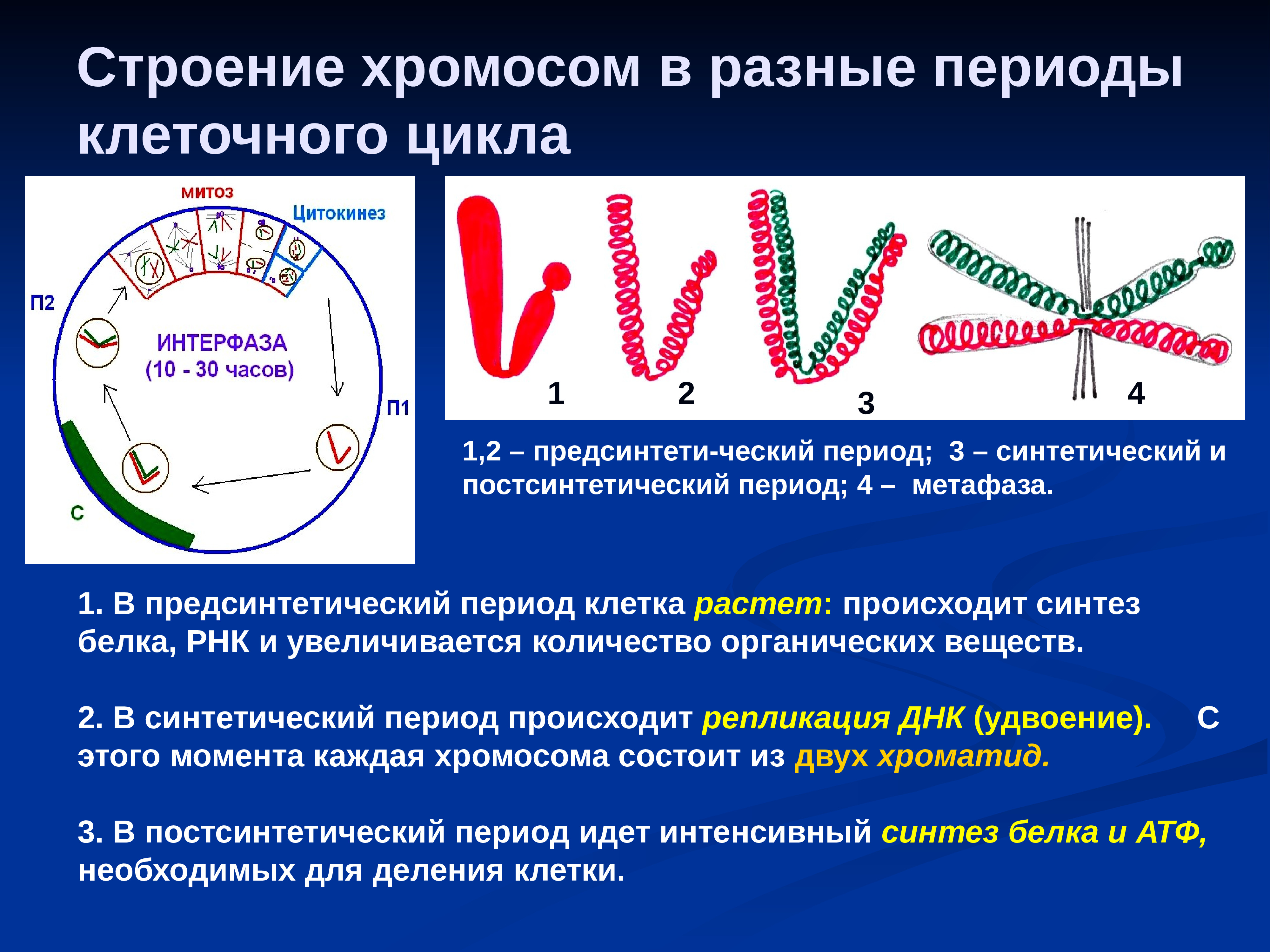 Изменение строения хромосом. Строение хромосомы. Строение хромосом в разные периоды клеточного цикла. Хромосом в разные периоды клеточного деления. Изменение хромосом в клеточном цикле.