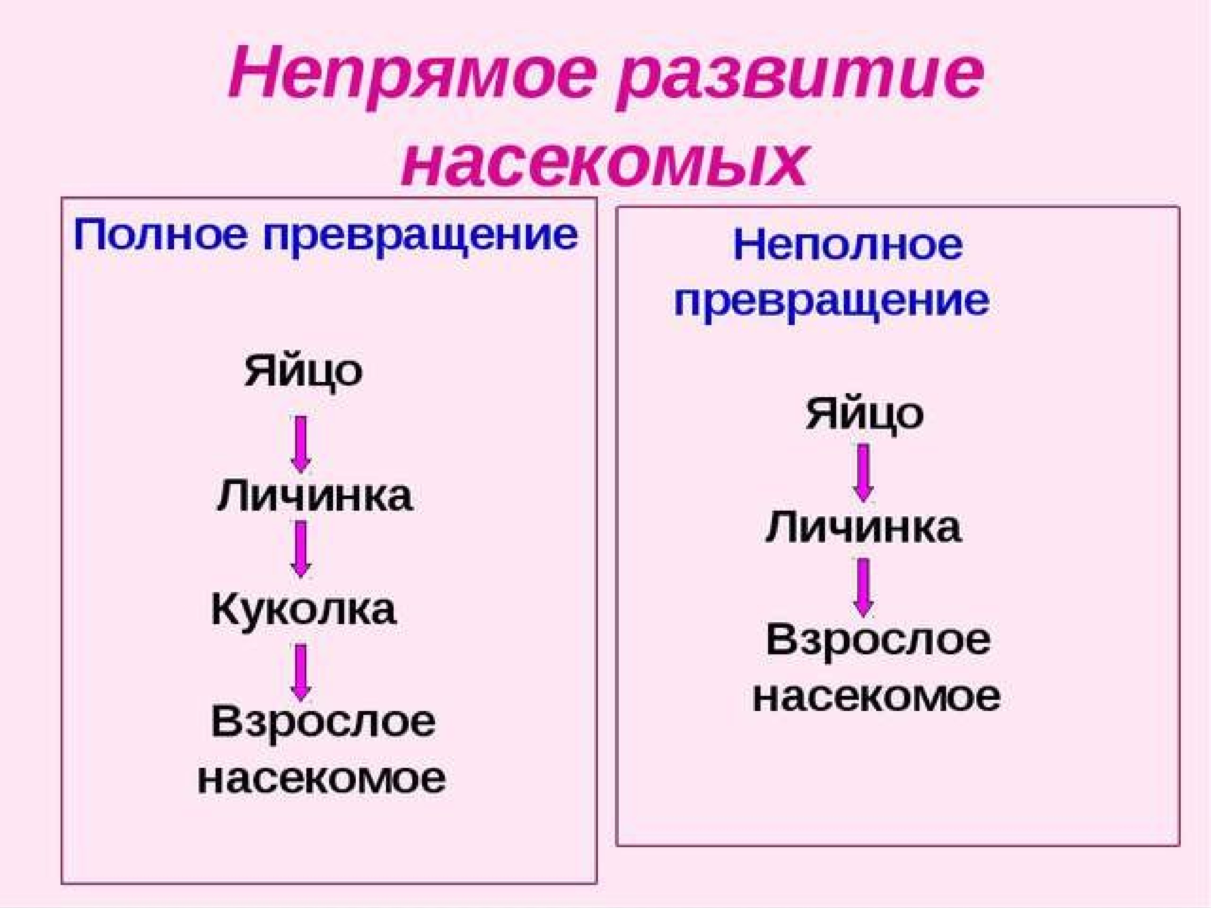 Тип превращения. Схема непрямого развития с неполным метаморфозом. Непрямое развитие полное и неполное превращение. Непрямое развитие полный и неполный метаморфоз. Непрямое развитие с неполным превращением.