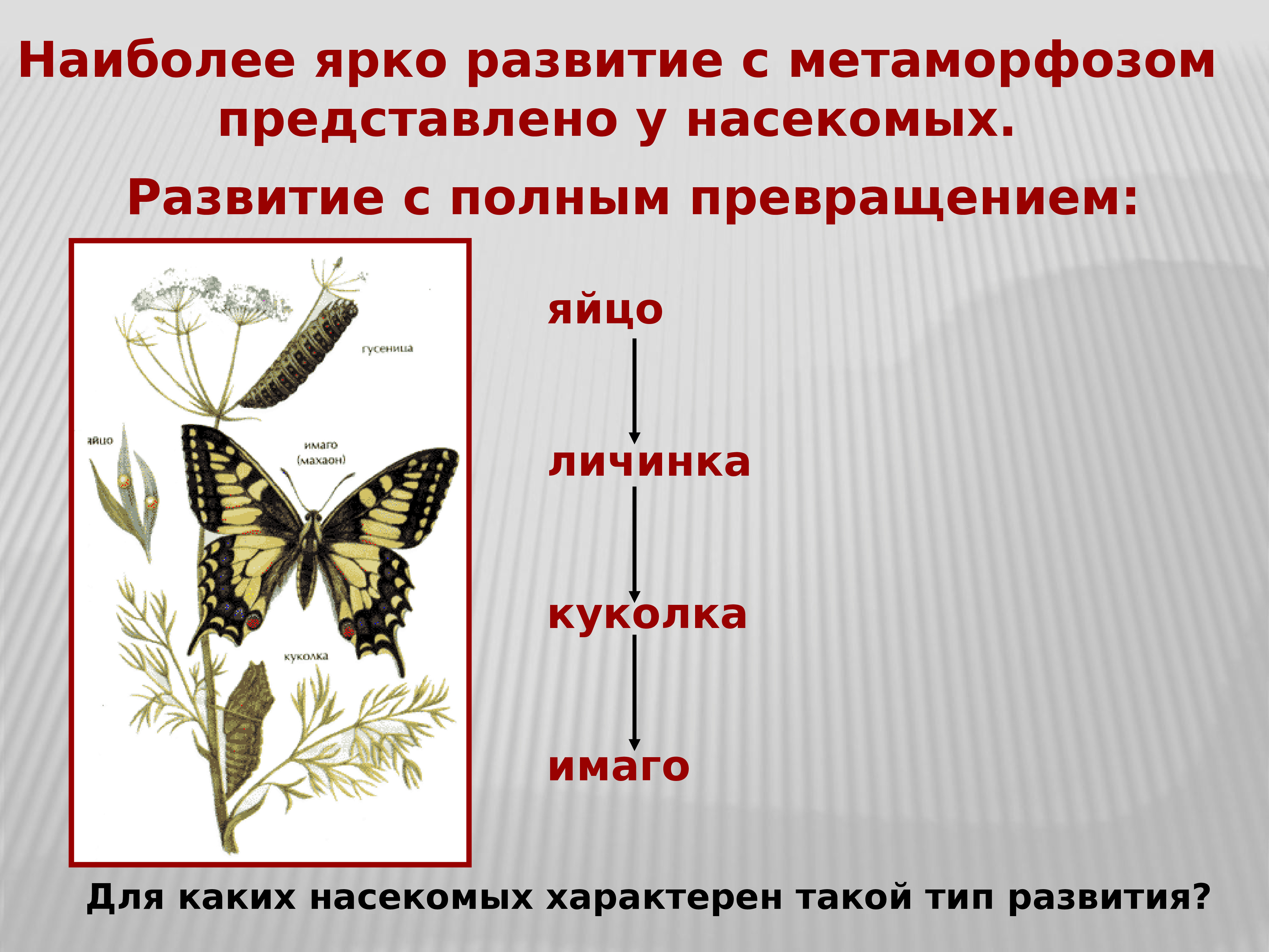 Для насекомых характерно. Развитие с полным превращением. Насекомые с полным превращением. Развитие насекомых с полным превращением. Для каких насекомых характерно развитие с полным превращением.