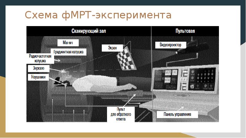 Функциональная мрт презентация