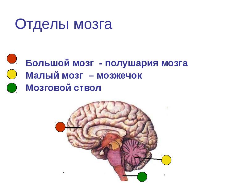 Карта отделов мозга - 90 фото