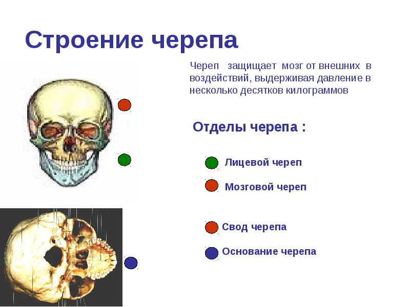 Развитие мозгового и лицевого черепа