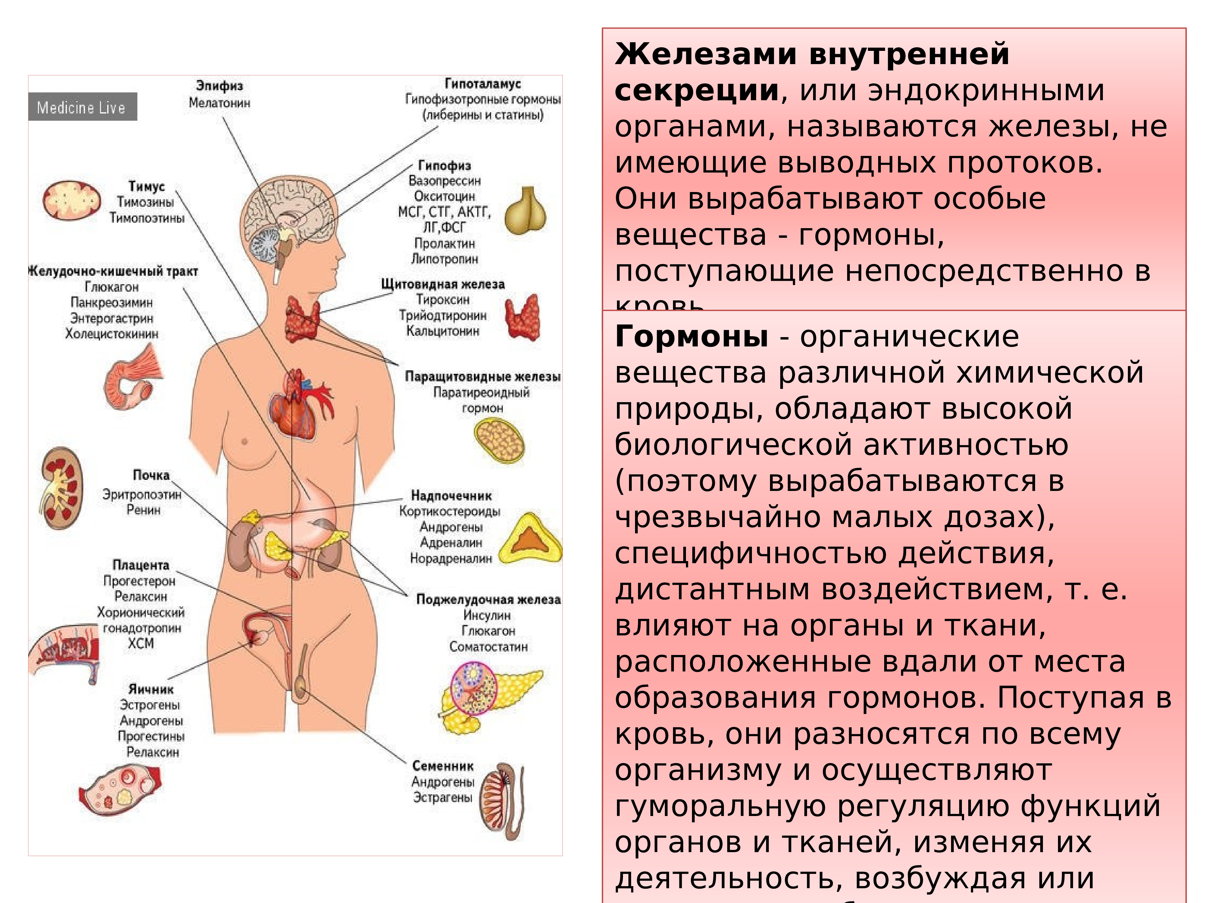 Эндокринология гормоны. Эндокринная система человека гормоны и их функции. Железы эндокринной системы и их функции. Эндокринная система и эндокринные железы. Железами внутренней секреции называют железы:.