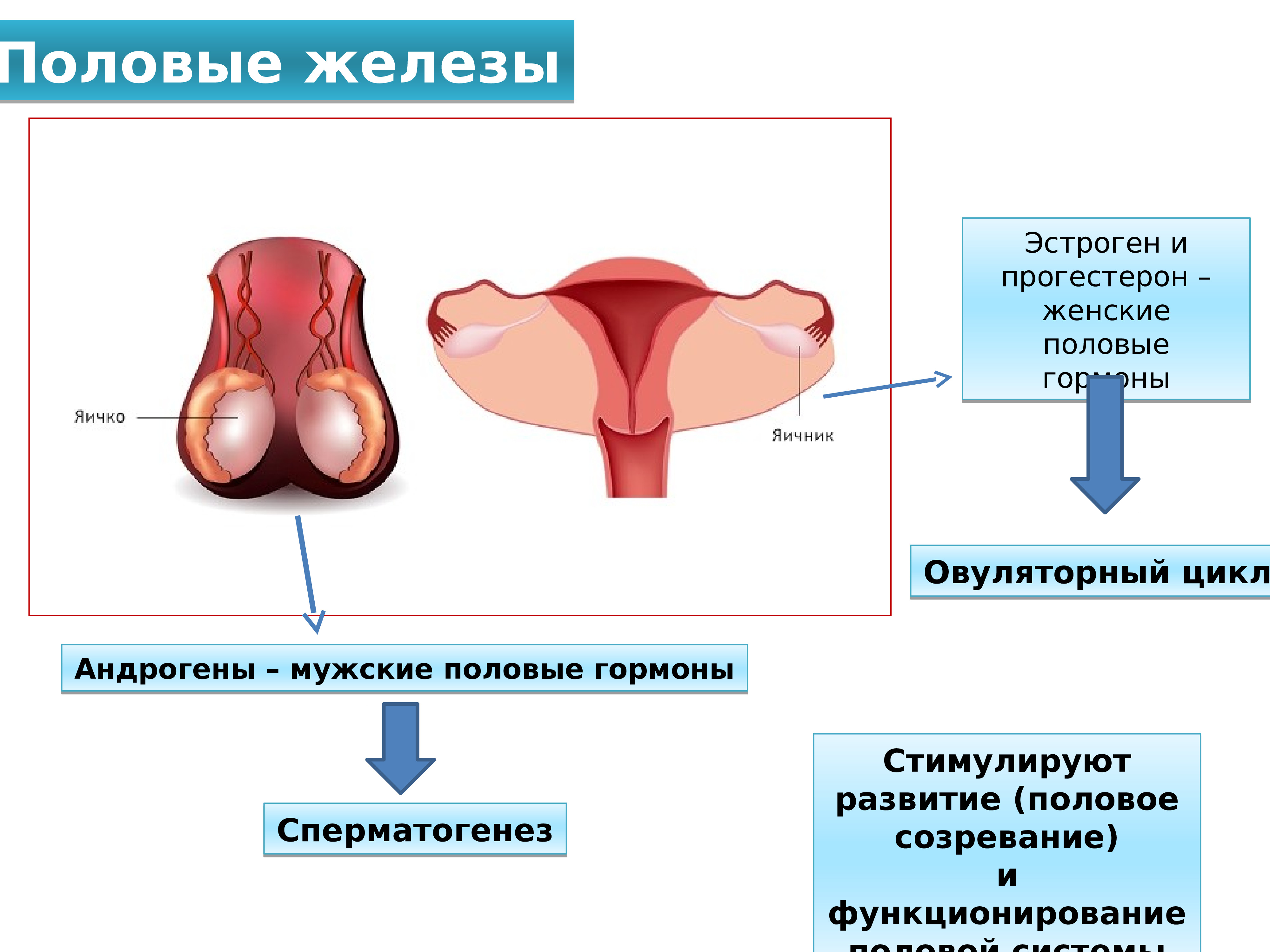 4 женская половая железа. Регулируемые процессы жизнедеятельности половые железы. Половые железы гормоны. Мужские и женские половые железы. Женские половые железы.