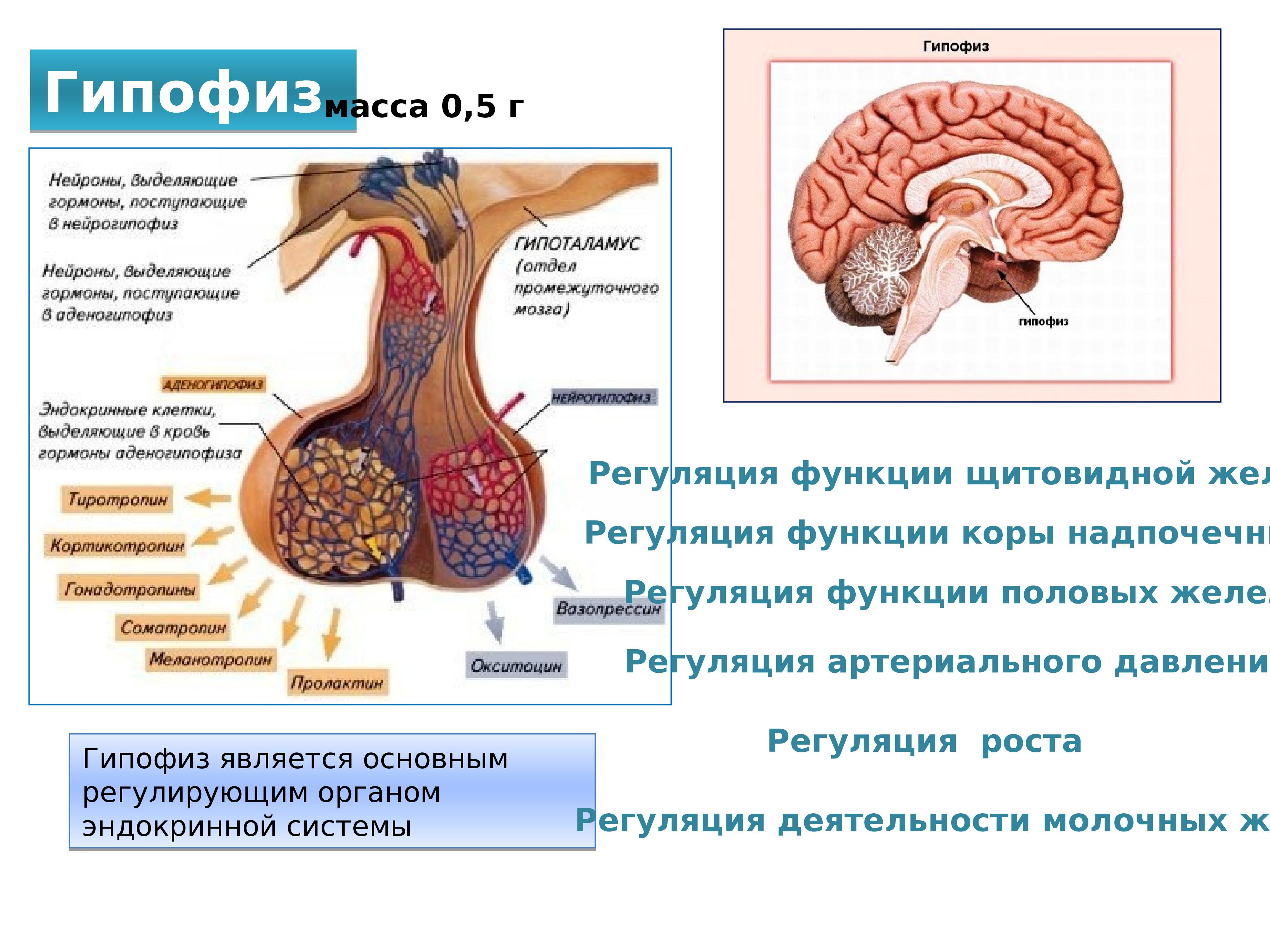 Гипофизы цена. Эндокринная система человека. Эндокринная система человека анатомия. Строение эндокринной системы. Регуляция функции щитовидной железы.