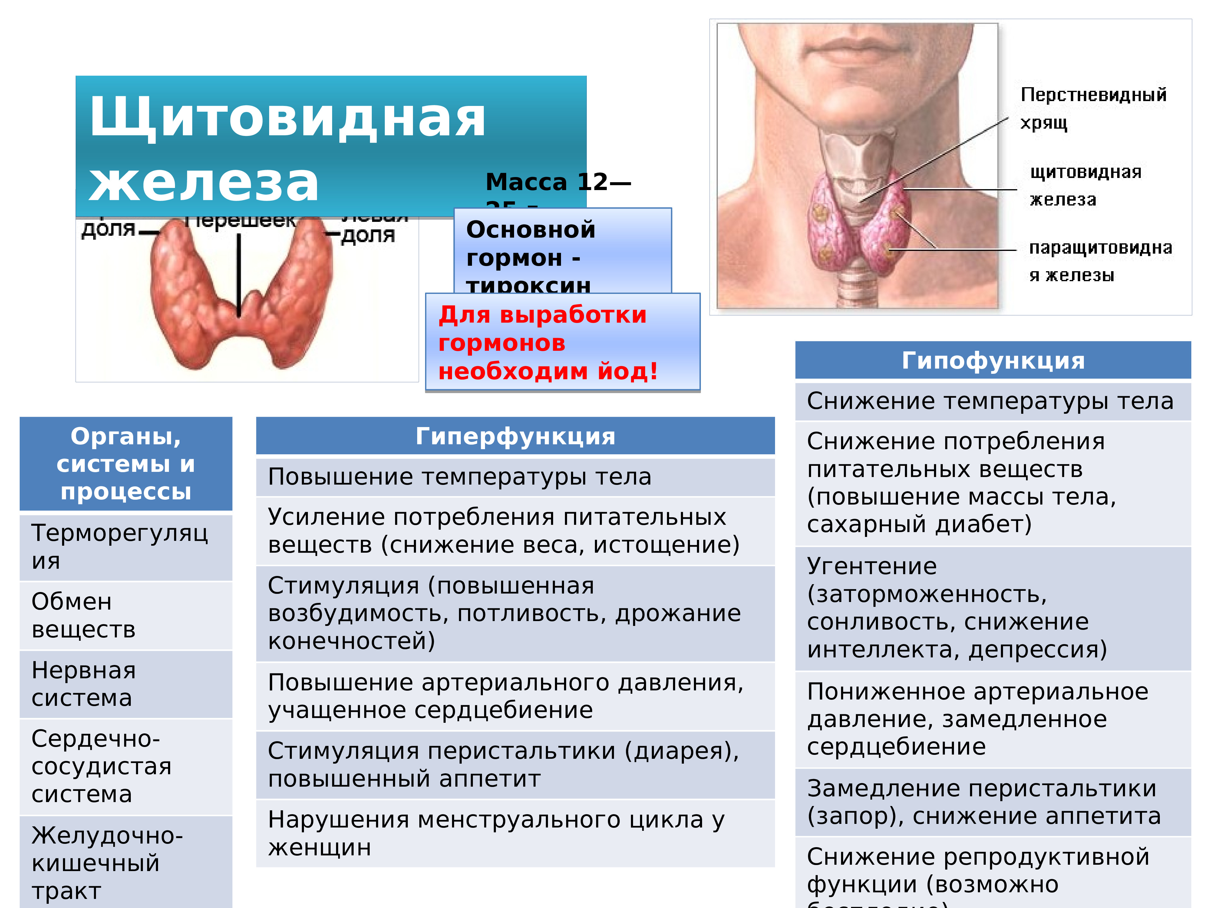 Гипофункция тироксина. Гипофункция щитовидной железы. Гипофункция гормонов щитовидной железы. Щитовидная железа йод тироксин эндокринная система. Масса щитовидной железы.