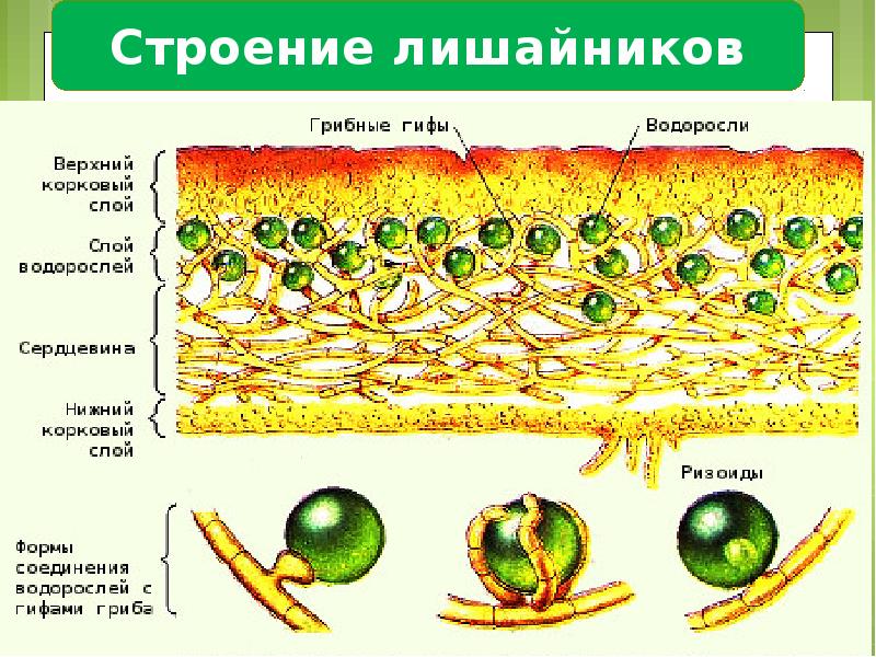 Строение лишайников презентация