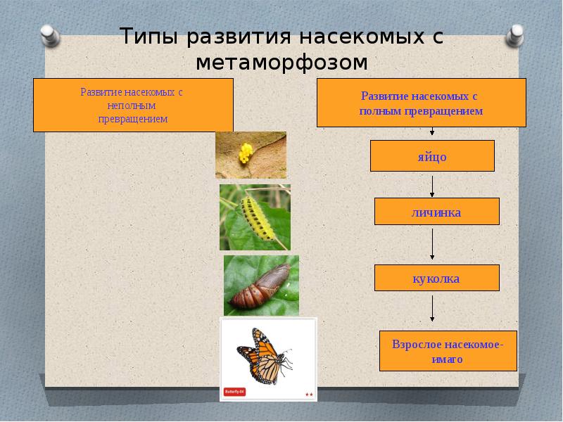 У каких насекомых развитие с неполным превращением