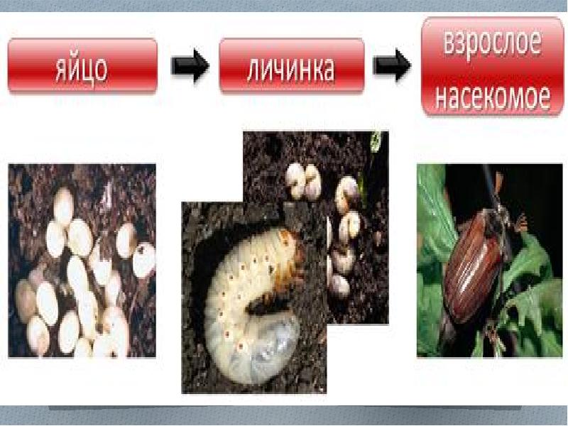 Процессы размножения и развития животных презентация 7 класс