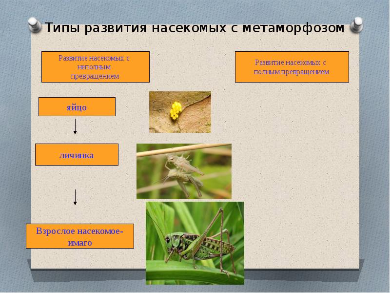 Полное превращение насекомых таблица. Размножение насекомых с полным и неполным превращением. Развитие насекомых с метаморфозом. Типы развития насекомых.
