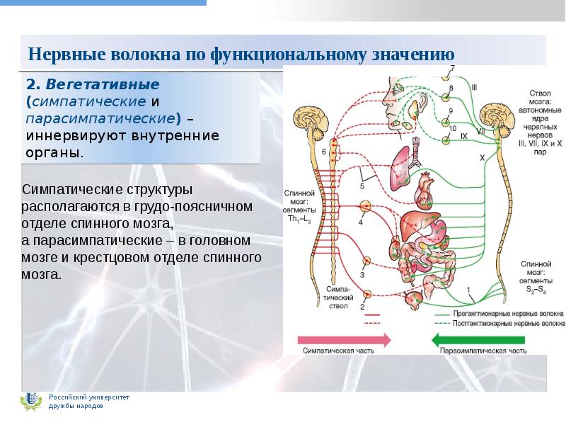 Органы иннервируемые соматическим отделом. Вегетативная нервная система схема спинного мозга. Симпатическая и парасимпатическая нервная система. Нервные волокна вегетативной нервной. Вегетативная нервная система симпатическая и парасимпатическая.