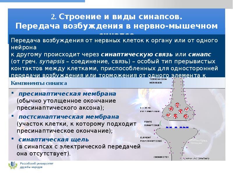 Виды межнейронных синапсов. Мионевральный синапс механизм передачи. Физиология мионеврального синапса. Строение и механизм передачи возбуждения в мионевральном синапсе. Строение и работа мионеврального синапса.