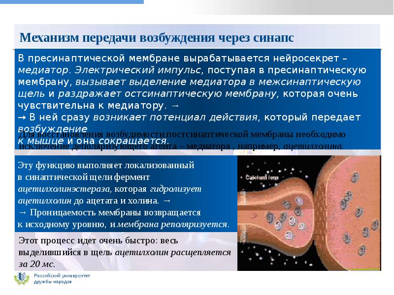 передача возбудить. передача возбудить. механизмы передачи возбуждения в химических синапсах цнс. механизм передачи возбуждения в синапсах. механизм передачи возбуждения через нмс.
