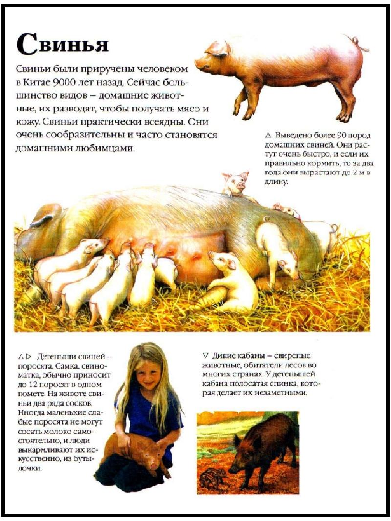 В чем заключается хозяйственное значение свиней. Домашнее дивотнын описание. Необычные факты о домашних животных для детей. Описание свиньи. Домашние животные интересные факты для детей.