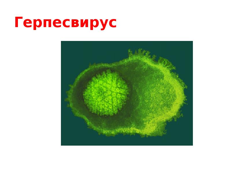 Герпес микробиология презентация