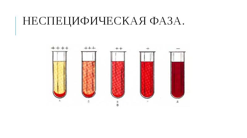 Фазы серологических реакций схема