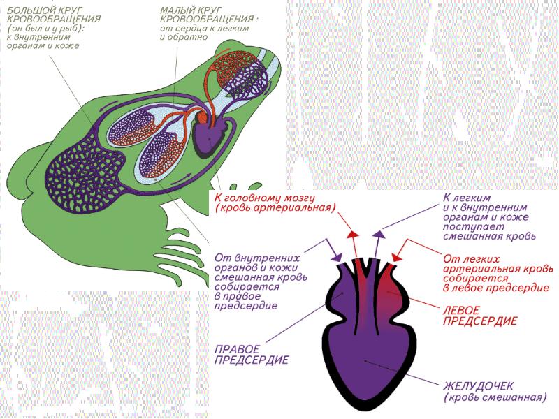 Круги кровообращения животных схема