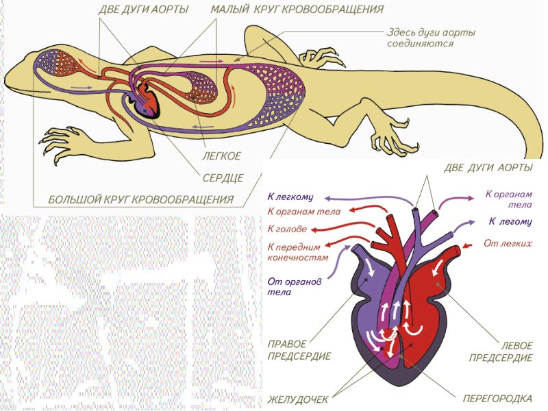 Сердце у крокодила состоит. Кровеносная система крокодилов схема. Две дуги аорты у рептилий. Кровеносная система пресмыкающихся. Кровообращение крокодила.