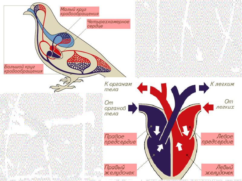 Кровеносная система птиц 7 класс схема