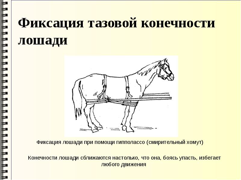 Автор стола для фиксации лошадей и крупного скота в лежачем положении