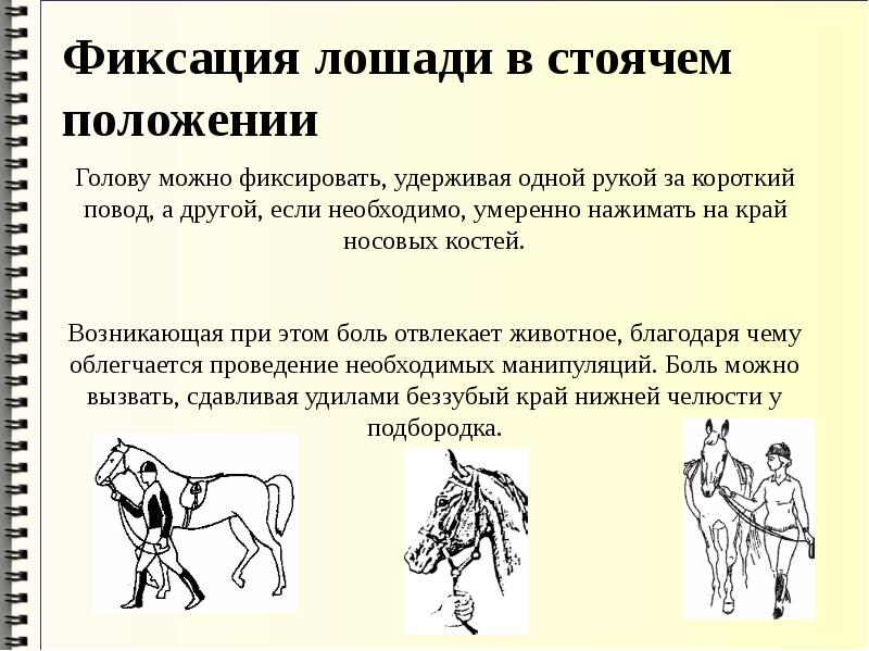 Фиксация это. Фиксация задних конечностей лошади в стоячем положении. Правильное положение головы лошади при работе. Фиксация МРС В стоячем положении. Лошадь фиксация за губу.