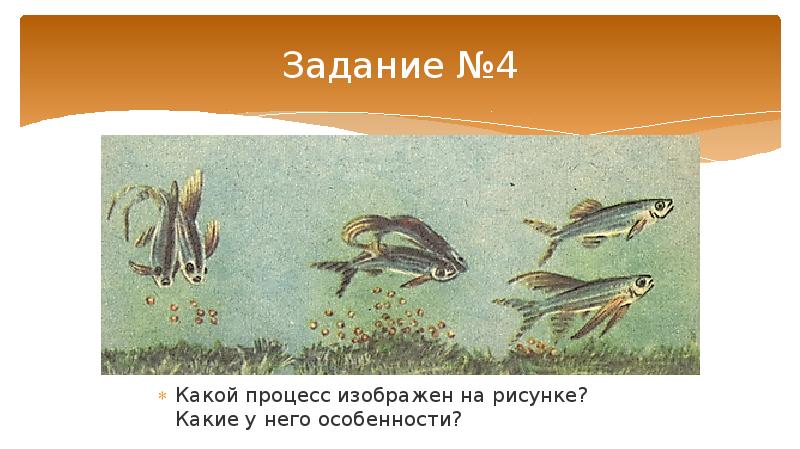 Оплодотворение позвоночных животных. Сравнение оплодотворение цветковых растений и позвоночных животных. оплодотворение у рыб. сходство процессов жизнедеятельности у сома. какое оплодотворение у зайца.