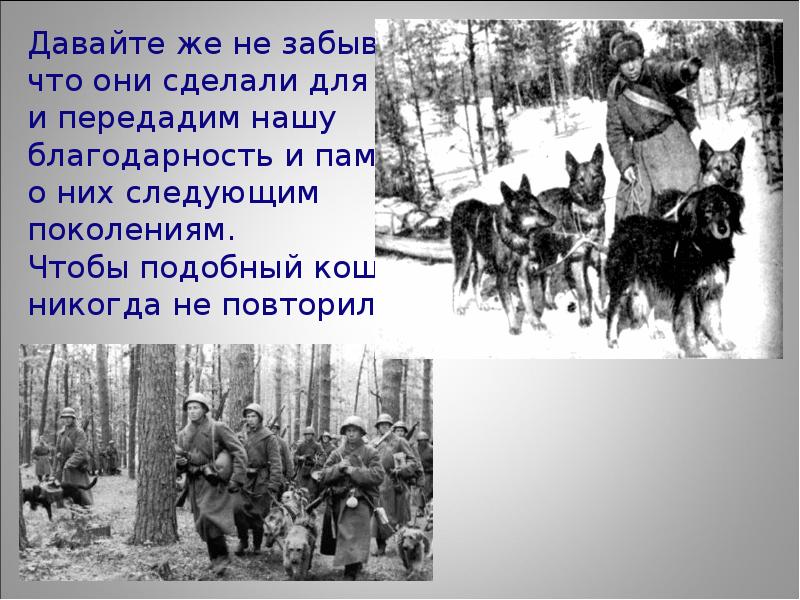 Собаки на войне 1941 1945 презентация