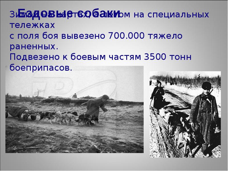 Собаки на войне 1941 1945 презентация