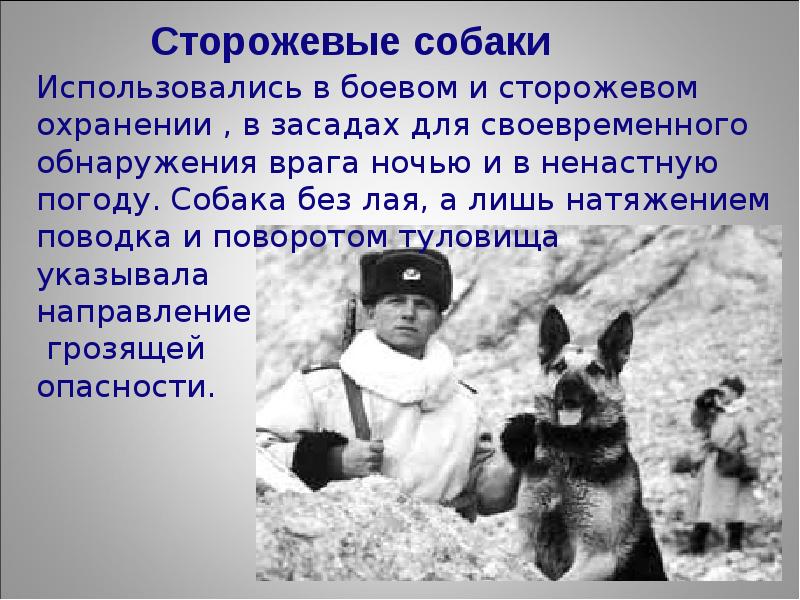 Собаки на войне 1941 1945 презентация