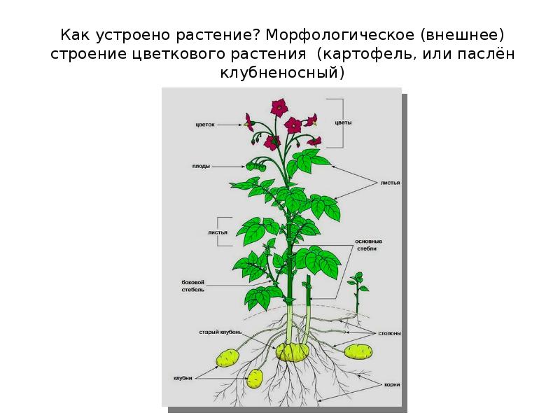 Картофель строение растения. Как устроено растение. Внешнее строение растения картофеля. Картофель цветковое растение.
