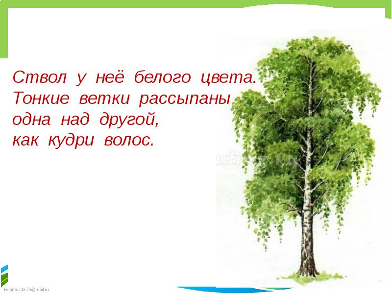 Березы песня народная. Берёза моя берёзонька берёза моя белая. Русские народные песни про березу. Русские народные песни про деревья.