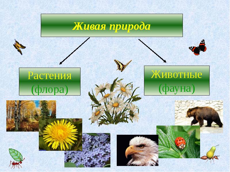 Объекты живой природы рисунок