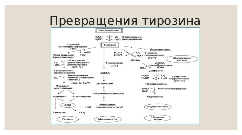 Аминокислота тирозин презентация