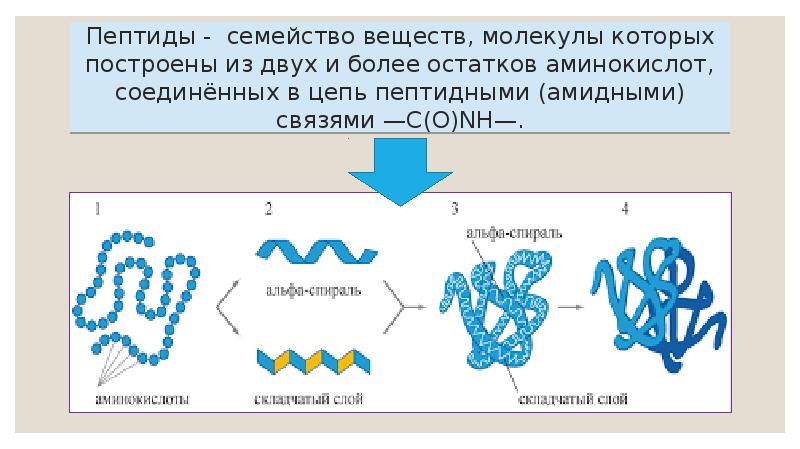 Пептиды - семейство веществ, молекулы которых построены из двух и более Пептиды - семейство веществ, молекулы которых построены из двух и более