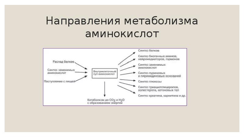Направления метаболизма аминокислот Направления метаболизма аминокислот