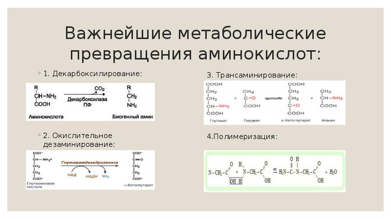 Важнейшие метаболические превращения аминокислот:
1. Декарбоксилирование:
2. Окислительное дезаминирование: Важнейшие метаболические превращения аминокислот:
1. Декарбоксилирование:
2. Окислительное дезаминирование: