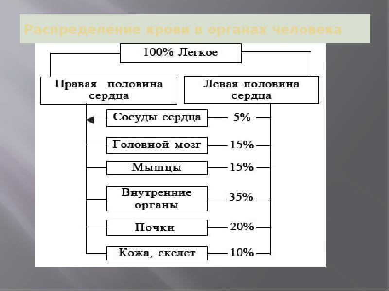 Распределение человека. Распределение крови в органах человека. Органы кровораспределения.