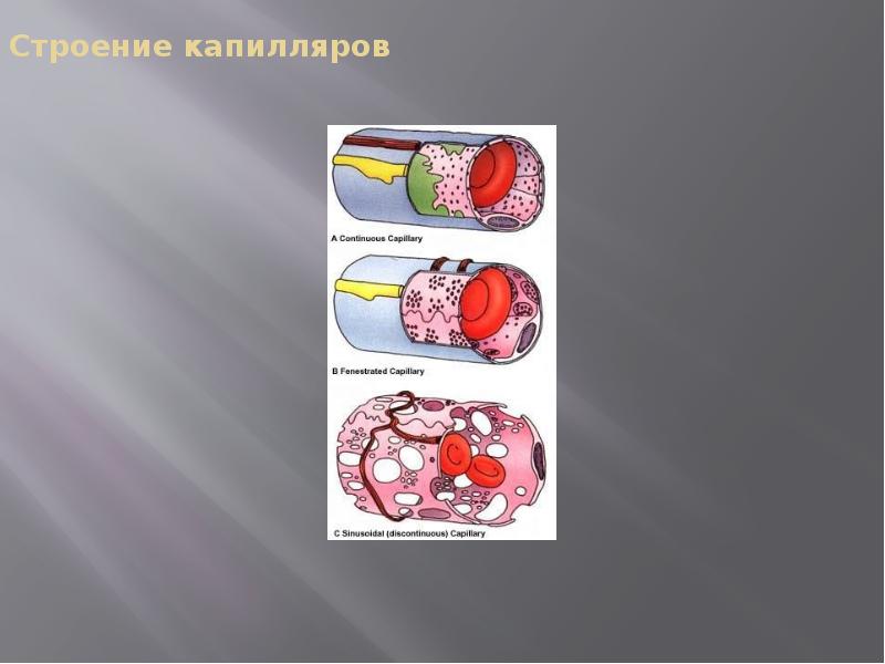 Строение капилляров. Капиллярная структура. Строение кварцевого капилляра. Строение 