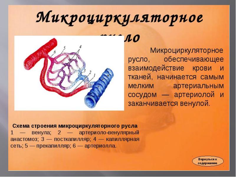 Микроциркуляторное русло схема