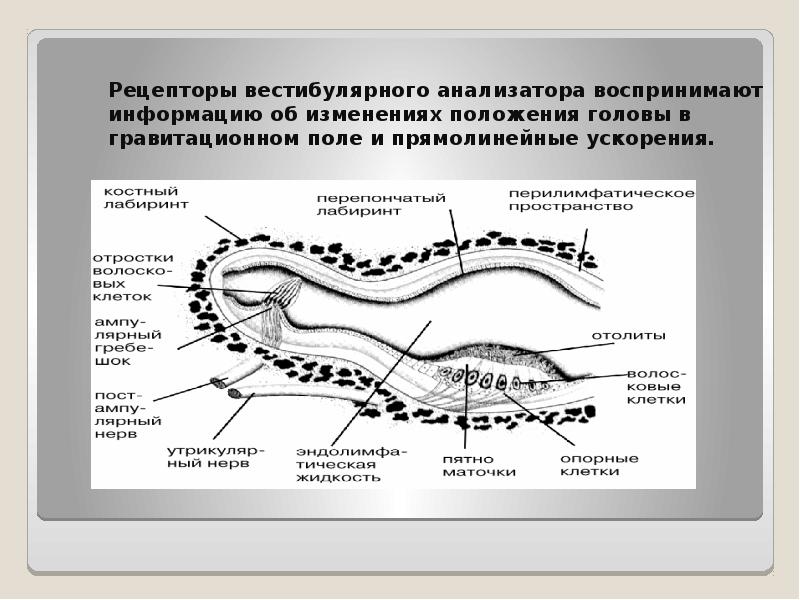 Строение рецептора. Рецепторы отолитового аппарата расположены в. Структуры содержащие вестибулярные рецепторы. Строение рецепторов вестибулярной системы. Схема периферического отдела вестибулярного анализатора.
