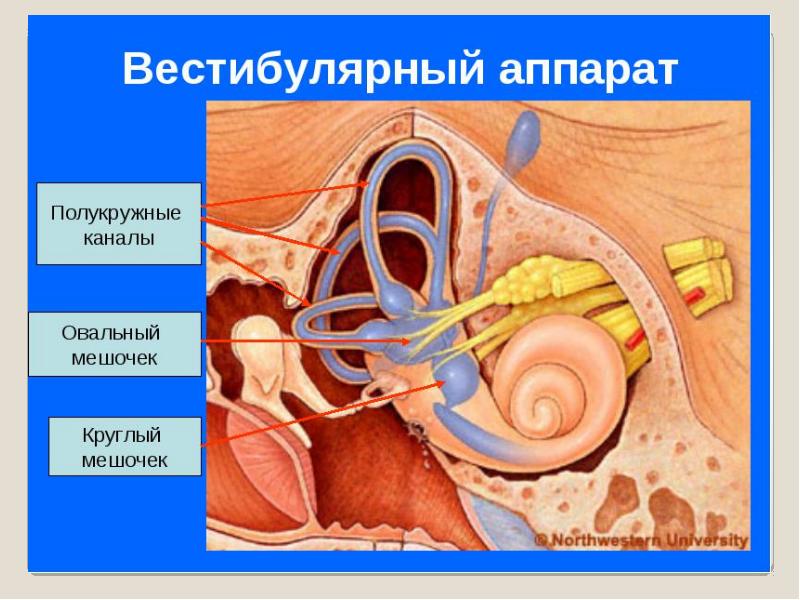 Проект вестибулярный аппарат