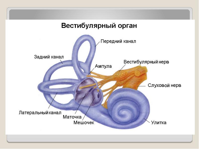 Какой цифрой на рисунке обозначена часть вестибулярного аппарата заполненная жидкостью